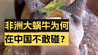 Africans stuff food into their mouths with all their might, so why do Chinese foodies dare not even 