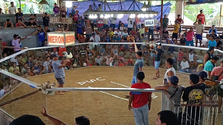 Sinibalang 2x winner 🏆 1st video 🐓