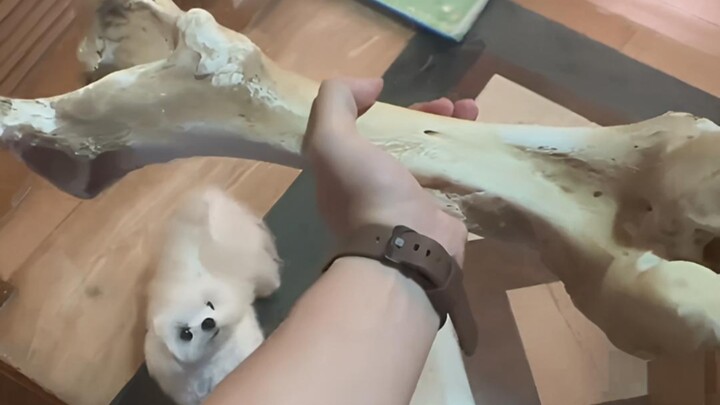 Dog: Don’t you check the size when you shop?