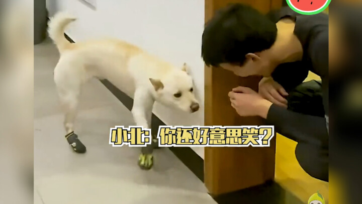 【吴磊】小北：虽然我不是人，但你是真的“狗”