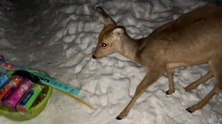 Silly Roe Deer: "Fireworks are also flowers, and if they are flowers, they can be eaten!!!"