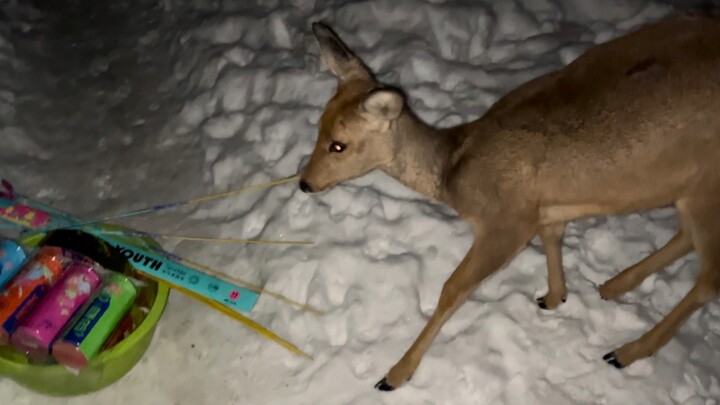 Silly Roe Deer: "Fireworks are also flowers, and if they are flowers, they can be eaten!!!"
