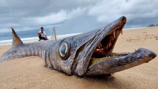 Catching Seafood 🦀 ASMR Relaxing (Catch Shark , Catch Fish ,Deep Sea Monster ) #567