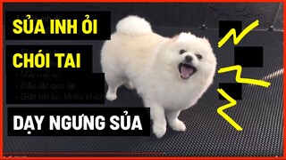 Dạy cún ngưng sủa inh ỏi - chói tai | Cách huấn luyện chó cơ bản BossDog | Dog training