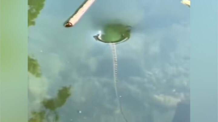 When I was a kid, I often saw little whirlpools like this in the clear stream back home.