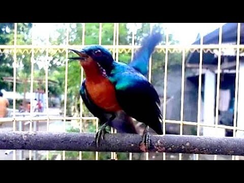 Suara Cerecetan Tajam Kolibri Wulung