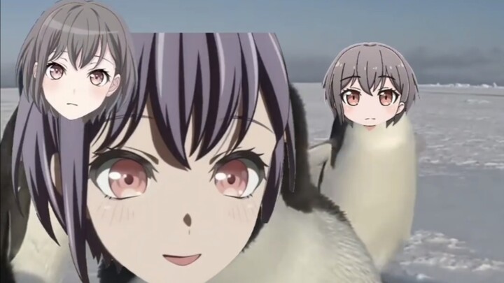 Thực ra chim cánh cụt coi con người là đồng loại🐧