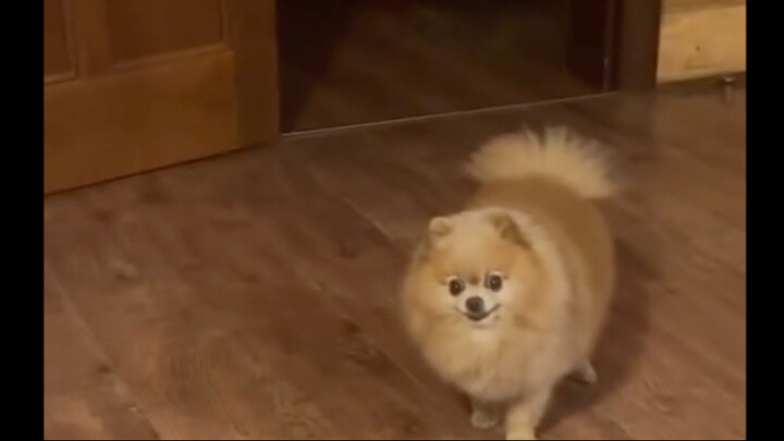 Can't sing, can't dance