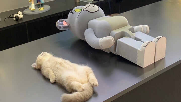 小猫体验一百种职业之潮玩店员工/今天是被帅气店长抱过的七崽！