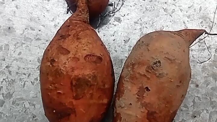 sweet potato fries🥰