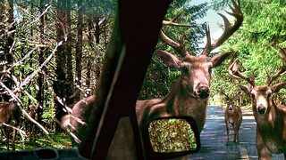 Stuck in a car attacked by 20 deers (Yes, 20)