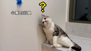 笑死！不小心把玩具扔天花板上了，我猫要长脑子啦？