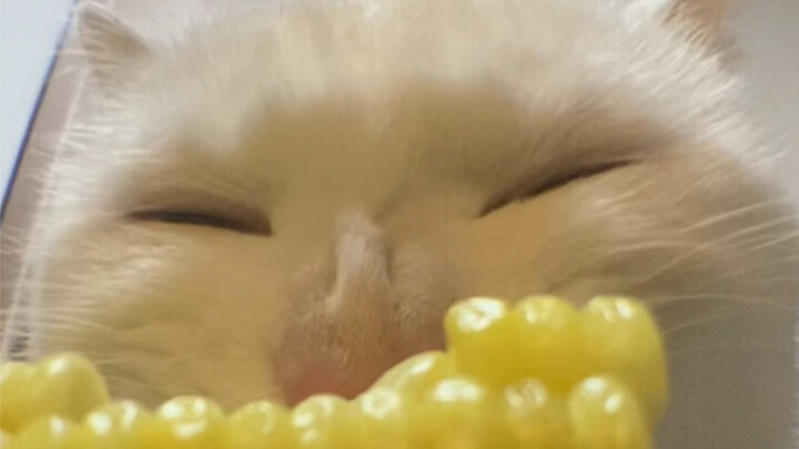 Meow meow asyik mengunyah jagung