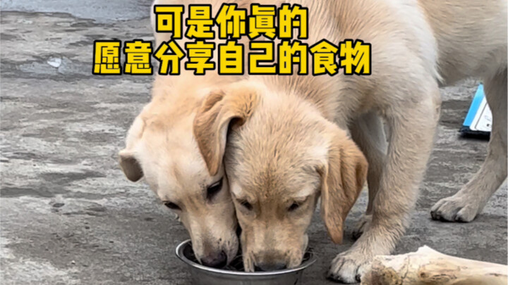 Sự gắn bó và bầu bạn giữa các chú cún con