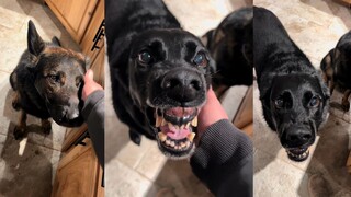 🐕狗：又是被宠爱的一天，开心~