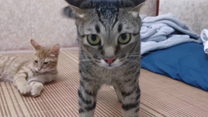 อาจารย์เหมียว: ไอ้หนุ่มเอ๋ย! ข้าคือจอมยุทธ์เสื่อเย็น ไม่ได้ดังเพราะคำลือลมๆ แล้งๆ หรอกนะ!