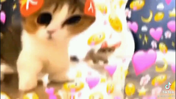 Ihh sumpah kucing nya gemoy