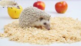 Cat and hedgehog are best friend \ Kids video