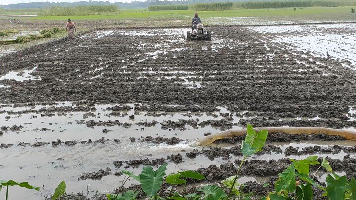 Farmers are cultivating land for rice cultivation. Location: Mrigi Rajbari Bangladesh