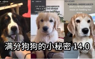 满分狗狗的小秘密 14.0