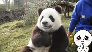一岁的可爱熊猫，吃完苹果主动伸手向奶爸要胡萝卜，萌到爆炸