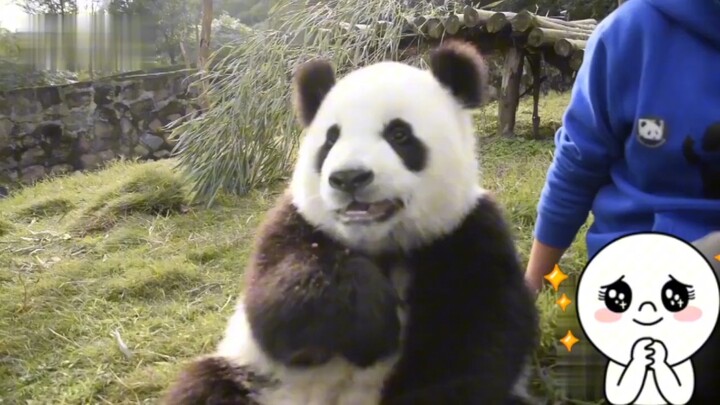 一岁的可爱熊猫，吃完苹果主动伸手向奶爸要胡萝卜，萌到爆炸
