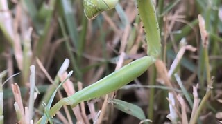MR. Praying Mantis
