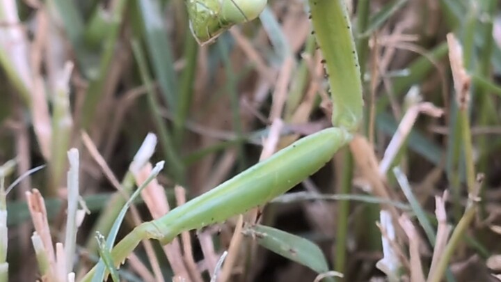 MR. Praying Mantis