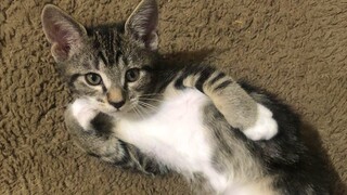 The CUTEST Kitten videos in the world just Arrived! 💕