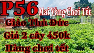 Mai vàng chơi tết p56 | 0384620997 Thư | Mai Giảo Thủ Đức hàng chơi tết 2022 giá 2 cây 450k số lượng