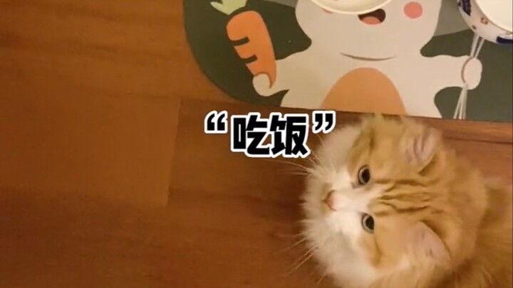 What is a little kitten? “Mommy’s baby cat”