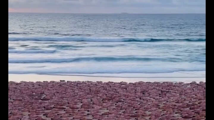 [Video of Me Joining 2,500 People for a Naked Sunrise Viewing]