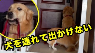 Pura-Pura Keluar Meninggalkan Anjing... Anjing Merasa Sedih!