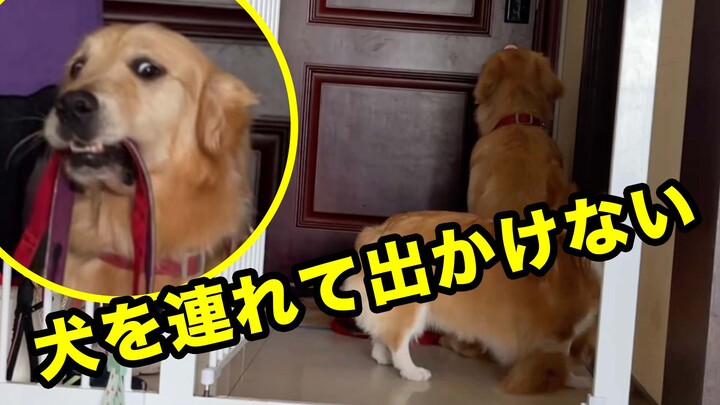 Pura-Pura Keluar Meninggalkan Anjing... Anjing Merasa Sedih!