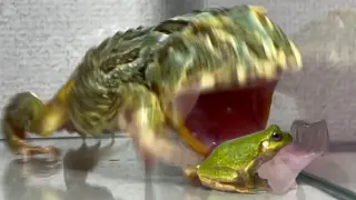 The Bullfrog Eating the Little Frog