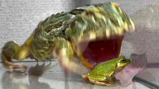 Bullfrog Memakan Katak Kecil