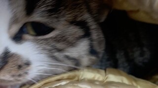 When it gets cold, cats randomly appear in my hometown.