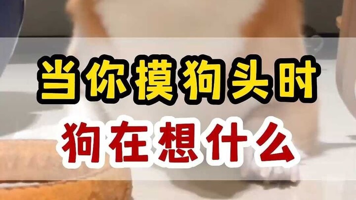 Why do dogs like to be petted on the head?