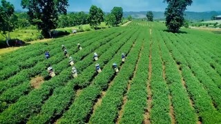 สุภาพบุรุษชาวดิน 1