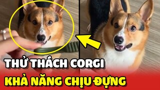 Thử thách khả năng CHỊU ĐỰNG của 1 chú chó Corgi 😂 | Yêu Lu