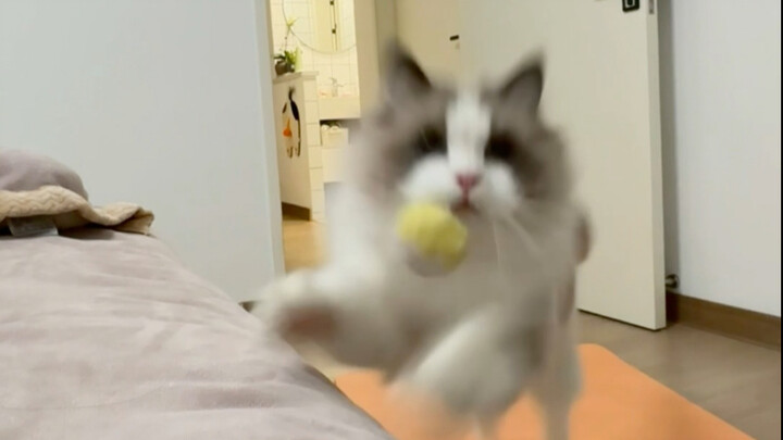 เมื่อคนไม่ค่อยใส่ใจเลี้ยงแมวที่ซึมซับความรักเต็มเปี่ยม…บางทีก็รู้สึกหมดหนทางจริงๆ…