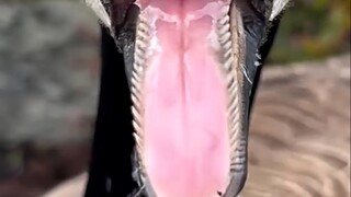 Makhluk paling berbahaya di Kanada: Dia boleh memukulmu sesuka hati, tapi jika kamu memukulnya, kamu