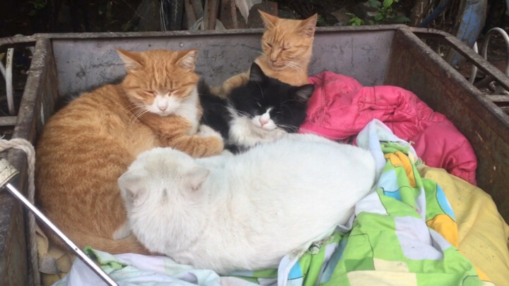 Kucing liar, satu yuan empat ekor! Meong meong!