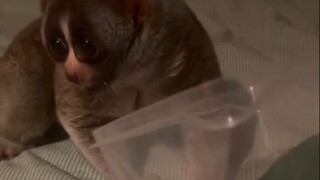 以防你没见过懒猴吃东西...没见过这么斯文的猴子！