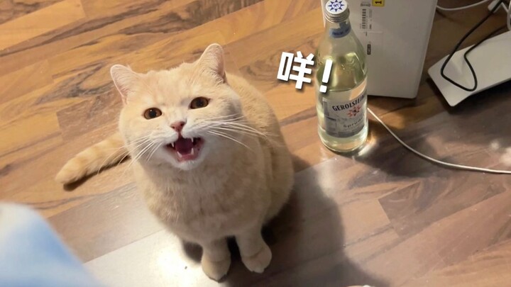 当我假装不理小狗