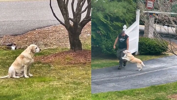 Di Amerika, seekor anjing setiap minggu ‘menanti dengan penuh kasih’ petugas kebersihan di depan pin