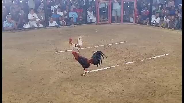 1st fight 2 stag derby Loss Golden boy x raptor