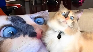 I Tried NOT To Laugh At These Funny Cat Videos... But I Failed Miserably - Funny Pet Videos