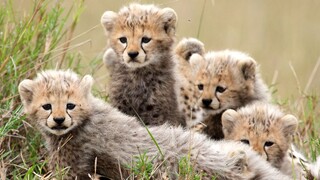 "The Bullied Leopard on the Grassland"