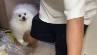 Anak anjing selalu bisa menemukan orang yang paling takut pada anjing.